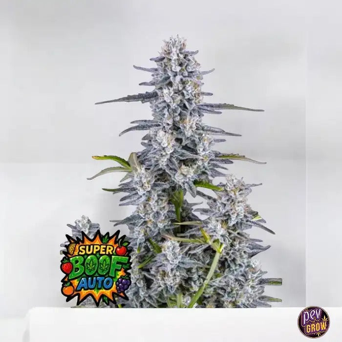 Super Boof Auto 420 Fast Buds – Graines Autoflorissantes Féminisées à 28,5 % de THC