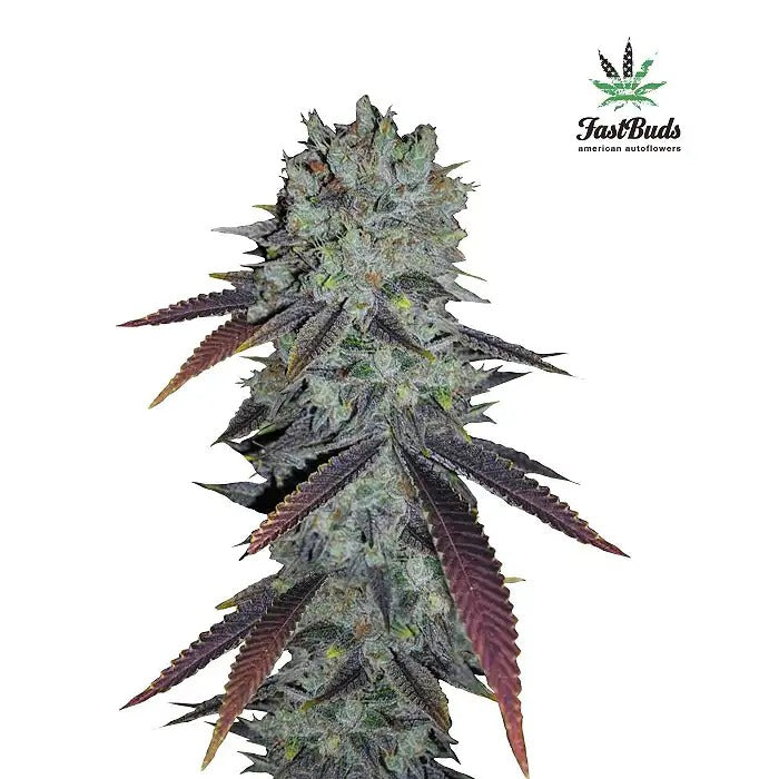 Fastberry Auto par FastBuds – Une variété autoflorissante à saveur de myrtille pour des récoltes rapides