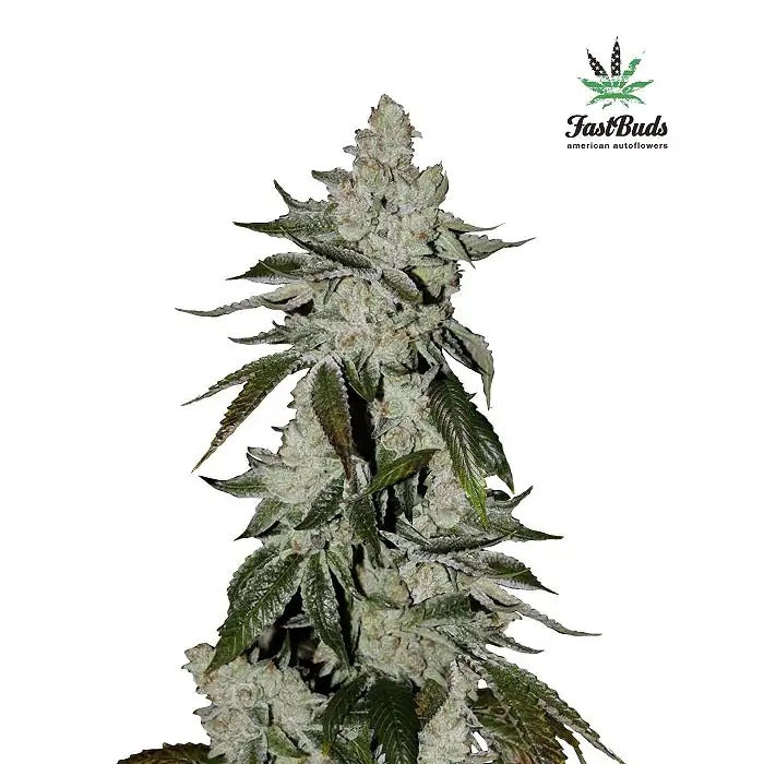 Girl Scout Cookies Auto par FastBuds – Saveur de cookie sucrée et 20 % de THC