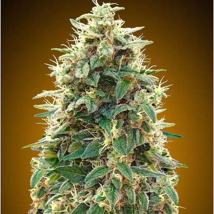 Collection Automatique 3 par 00 Seeds – Graines de cannabis autoflorissantes pour des cultures rapides et hautement productives