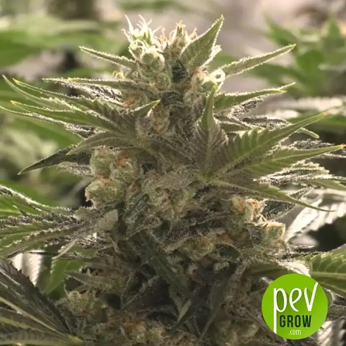 Auto Do-Si-Dos Cookies par 00 Seeds – Hybride Indica à 22 % de THC – Autofloraison à Haut Rendement