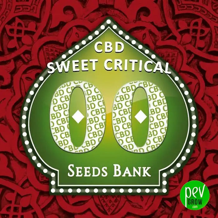 Graines féminisées Sweet Critical CBD par 00 Seeds · Variété à haute teneur en CBD, faible en THC pour des effets relaxants