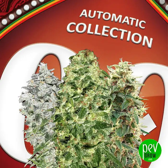 Collection Automatique #2 – 4 | 00 Seeds · Variétés autoflorissantes à croissance rapide pour des récoltes faciles