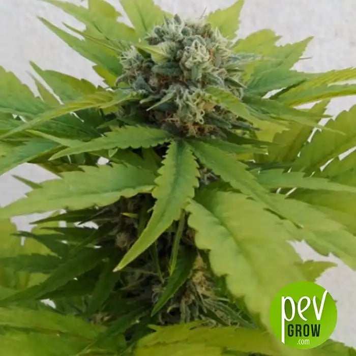 Auto Sweet Critical 00 Seeds · Souche autoflorissante féminisée au goût sucré et fruité avec récolte rapide en 70 jours
