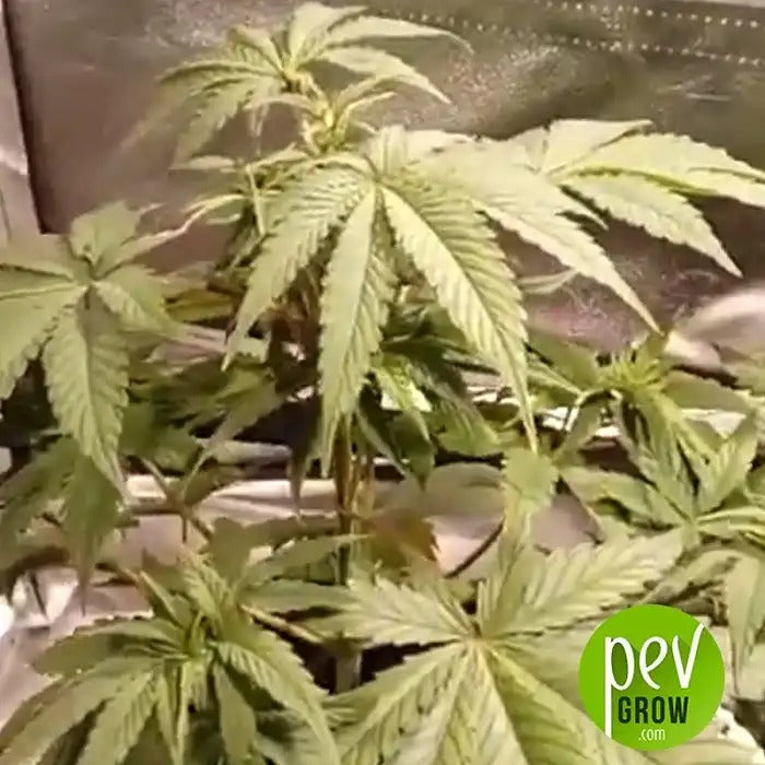 Graines féminisées 00 Cheese par 00 Seeds – Hybride relaxant au goût intense de fromage et 21 % de THC