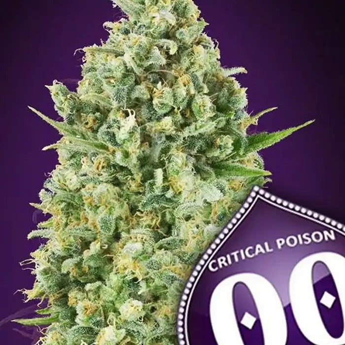 Graines féminisées Critical Poison par 00 Seeds – Une puissante indica à floraison rapide pour des rendements élevés