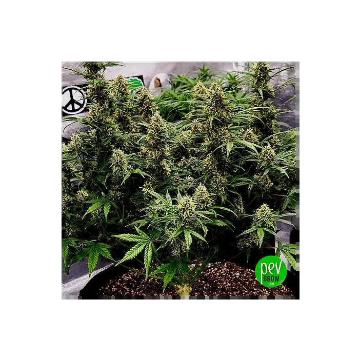 Graines féminisées 00 Kush Fast – Puissance de 22 % de THC de 00 Seeds · Variété à haut rendement et floraison rapide pour intérieur/extérieur
