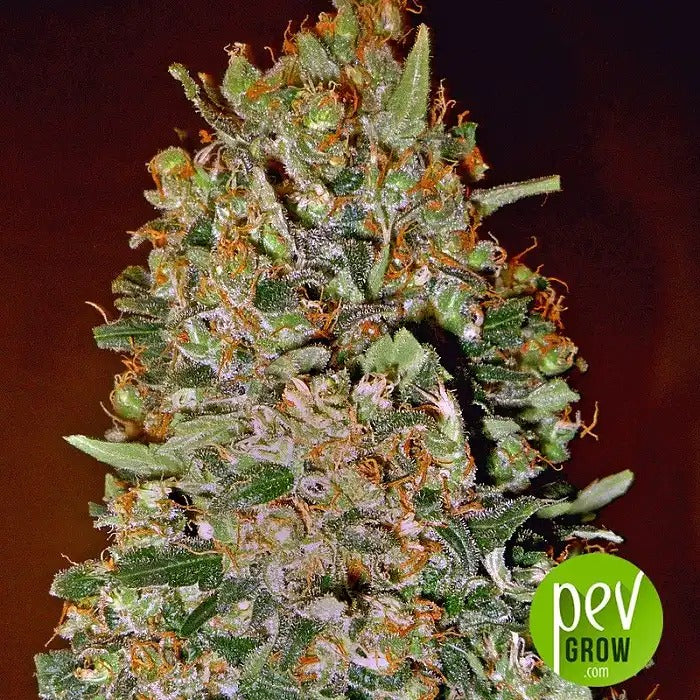 Graines de Chocolate Skunk Auto par 00 Seeds · Autofloraison à haut rendement et arôme sucré et skunky