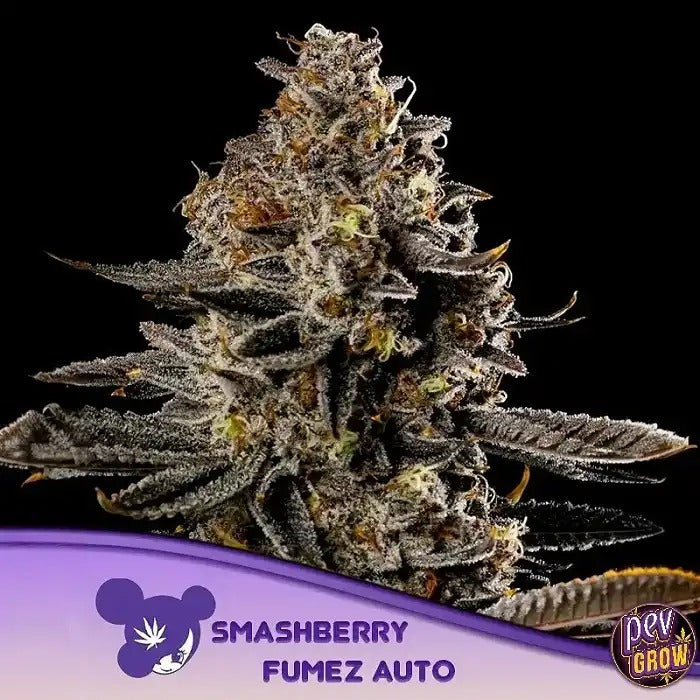Smashberry Fumez Auto par Anesia Seeds – Autofleurissante Indica Dominante à 28 % de THC pour des Rendements Élevés et des Effets Intenses