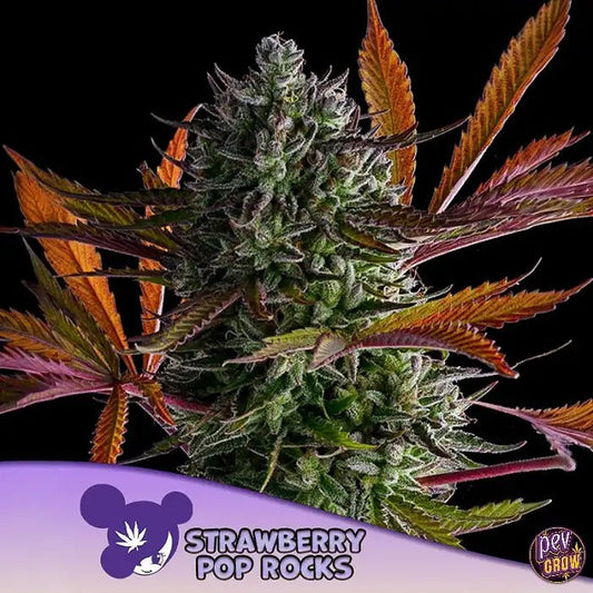Strawberry Pop Rocks par Anesia Seeds – Hybride Indica Dominante à 39 % de THC pour une Détente Puissante et des Rendements Massifs