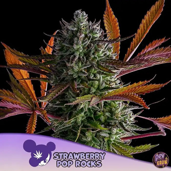 Strawberry Pop Rocks par Anesia Seeds – Hybride Indica Dominante à 39 % de THC pour une Détente Puissante et des Rendements Massifs