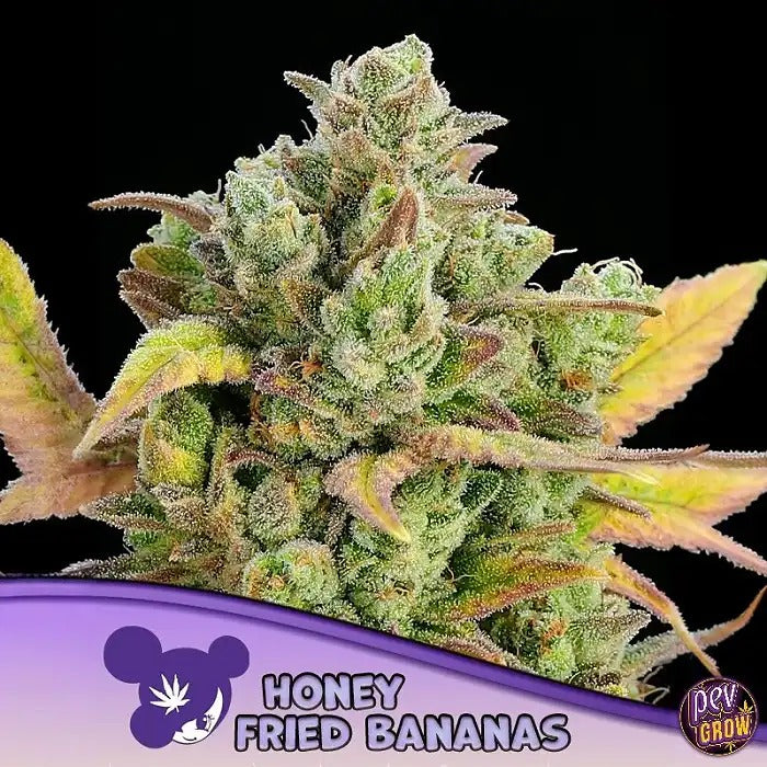 Honey Fried Bananas Anesia Seeds – Hybride Indica à 38 % de THC pour une relaxation profonde et des rendements massifs