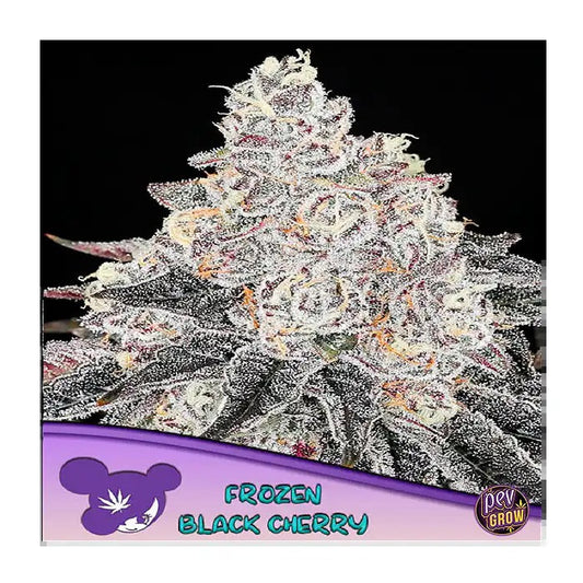 Frozen Black Cherry – Anesia Seeds · Hybride Indica 80 % avec 35 % de THC et arômes de cerise