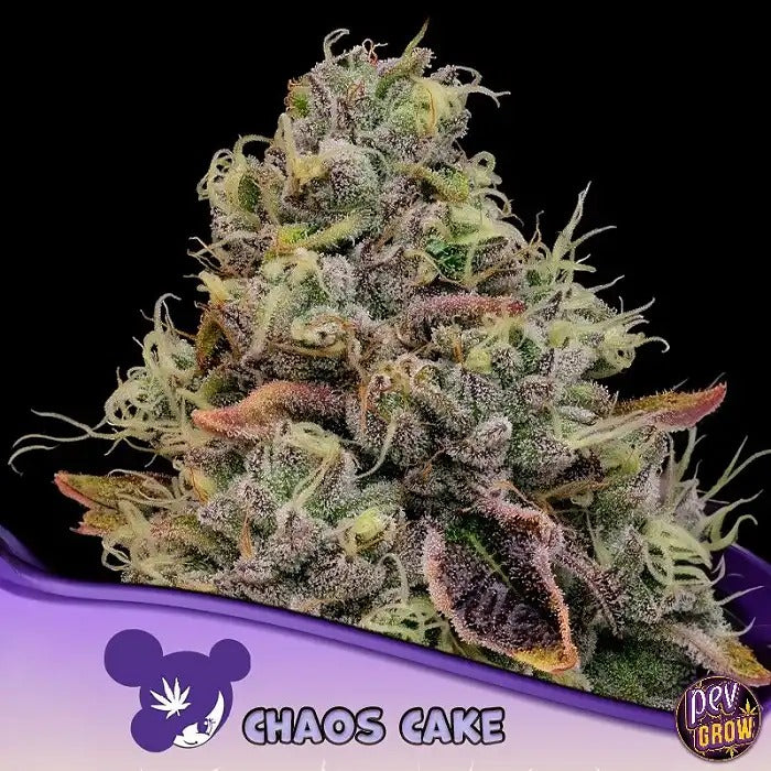 Chaos Cake Anesia Seeds – Hybride féminisée à 38 % de THC | Wedding Cake x Apple Cake