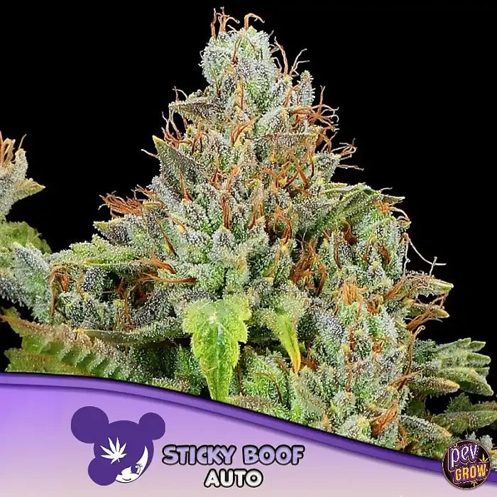 Sticky Boof Auto Anesia Seeds – Autofleurissante 70 % Indica avec 30 % de THC · Récolte rapide en 65–70 jours