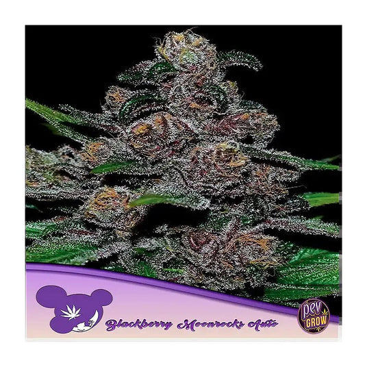 Auto Blackberry Moonrocks – Anesia Seeds – Indica Auto à 25 % de THC avec arôme de lavande et de myrtille