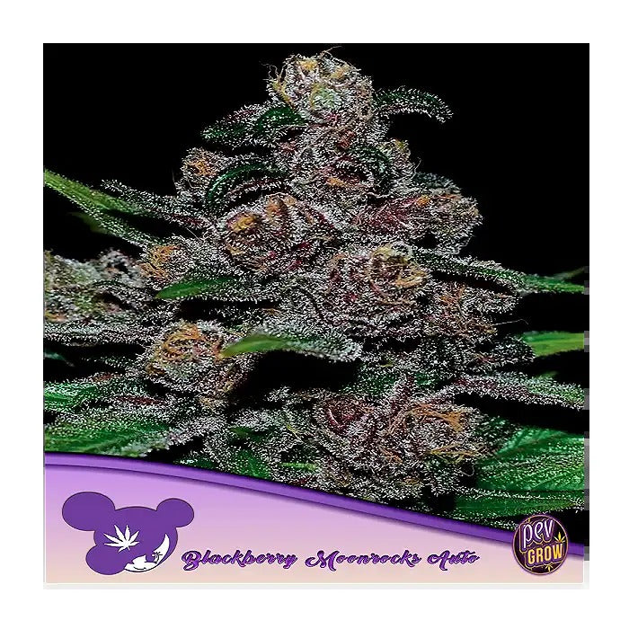 Auto Blackberry Moonrocks – Anesia Seeds – Indica Auto à 25 % de THC avec arôme de lavande et de myrtille