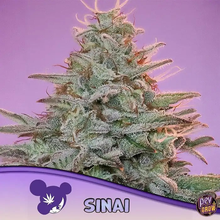 Graines de Sinaí Landrace Anesia – Landrace sativa pure pour une culture résistante et des effets authentiques