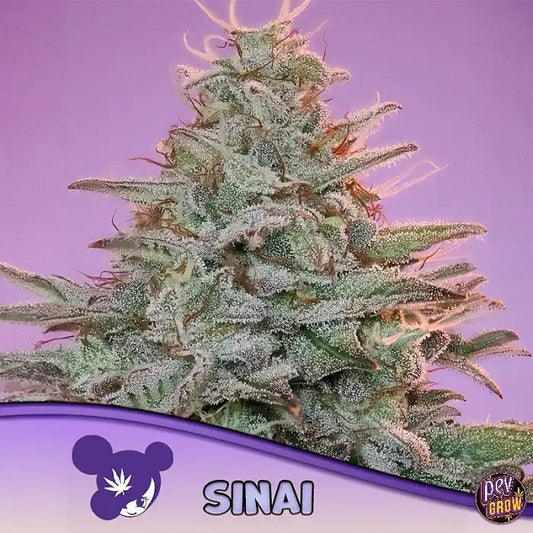Graines de Sinaí Landrace Anesia – Landrace sativa pure pour une culture résistante et des effets authentiques