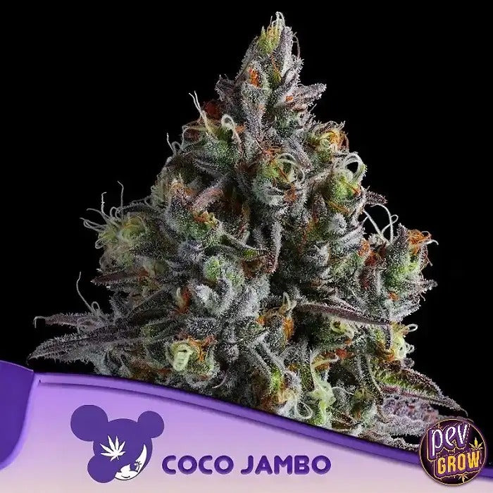 Coco Jambo Graines Féminisées par Anesia Seeds – Hybride Sativa Tropicale aux Saveurs de Noix de Coco et de Fruits
