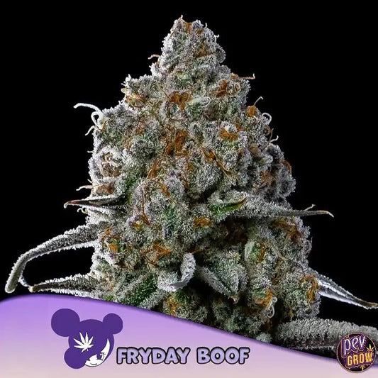 Graines Fryday Boof Anesia – Hybride Féminisée à 37 % de THC | Gaz, Baies, Menthe
