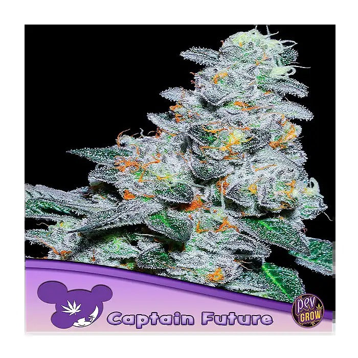 Graines féminisées Captain Future – Anesia Seeds · Hybride Sativa à 36 % de THC pour un rendement élevé et une saveur ananas