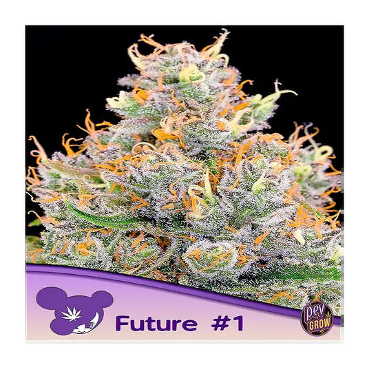 Graines Féminisées Future #1® – Anesia Seeds | Variété Hybride à 37 % de THC pour Culture en Intérieur et en Extérieur