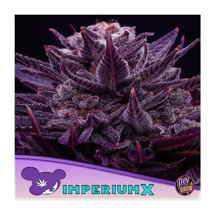 Imperium X par Anesia Seeds – Hybride féminisée à 36 % de THC pour des récoltes abondantes en intérieur et en extérieur