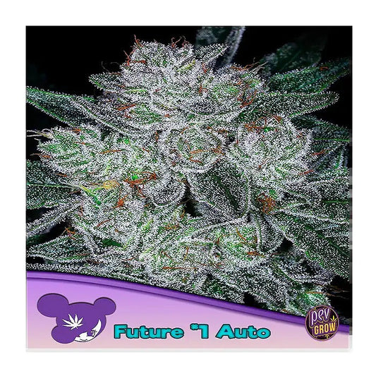 Auto Future #1 – Anesia Seeds · 28 % de THC · Saveur Ananas Mangue