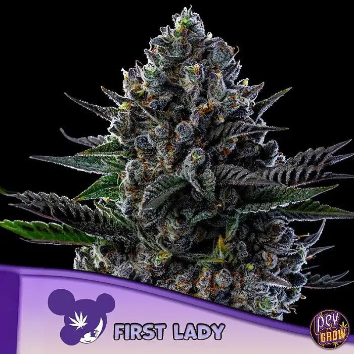 Graines féminisées First Lady par Anesia Seeds – Hybride Indica à 38 % de THC pour une détente profonde et un goût exceptionnel