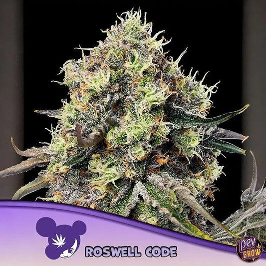 Roswell Code – Graines Féminisées par Anesia Seeds – Hybride Indica à 39 % de THC pour des Récoltes Abondantes