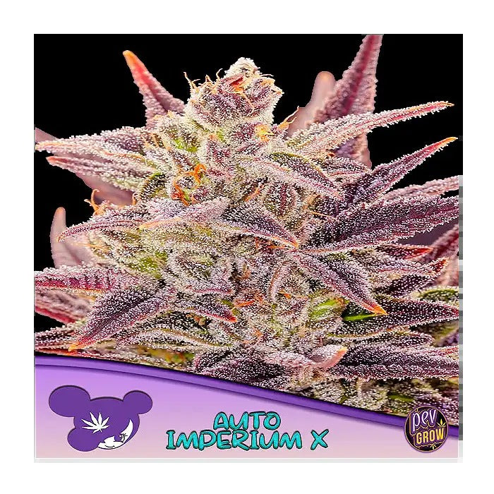 Auto Imperium X – Anesia Seeds – Hybride autofloraison en 9 semaines avec 29 % de THC