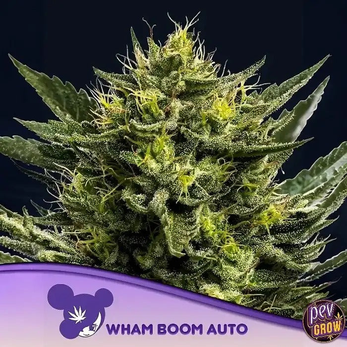 Wham Boom Auto par Anesia Seeds – Autofleurissante à 31 % de THC avec arômes de vanille et de citron
