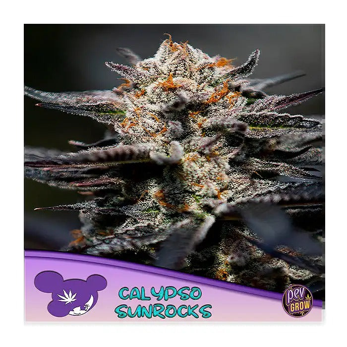 Calypso Sunrocks – Graines Féminisées par Anesia Seeds – 31 % de THC, Hybride Fruité Tropical
