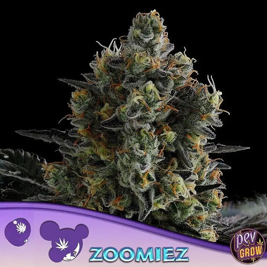 Graines féminisées Zoomiez® par Anesia Seeds – Jusqu’à 32 % de THC, rendement de 550 g/m², hybride dominante sativa