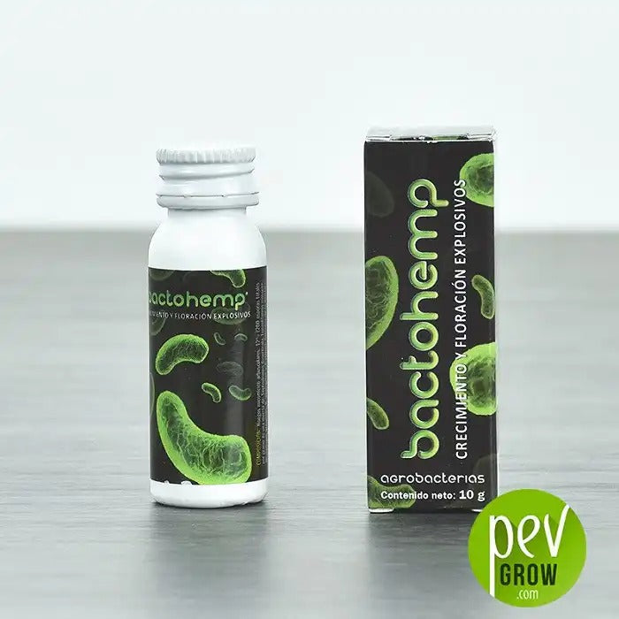 Bactohemp par Agrobacterias – Inoculant bactérien premium pour une croissance racinaire explosive et des bourgeons plus gros