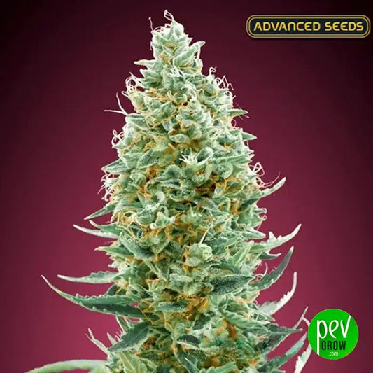 Amnesia Fast par Advanced Seeds · Une sativa à floraison rapide et puissante · THC élevé et arôme de citron encensé