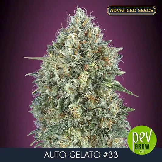 Auto Gelato #33 par Advanced Seeds – Auto-fleurissante Indica Dominante à 23 % de THC aux Arômes Sucrés et Citronnés