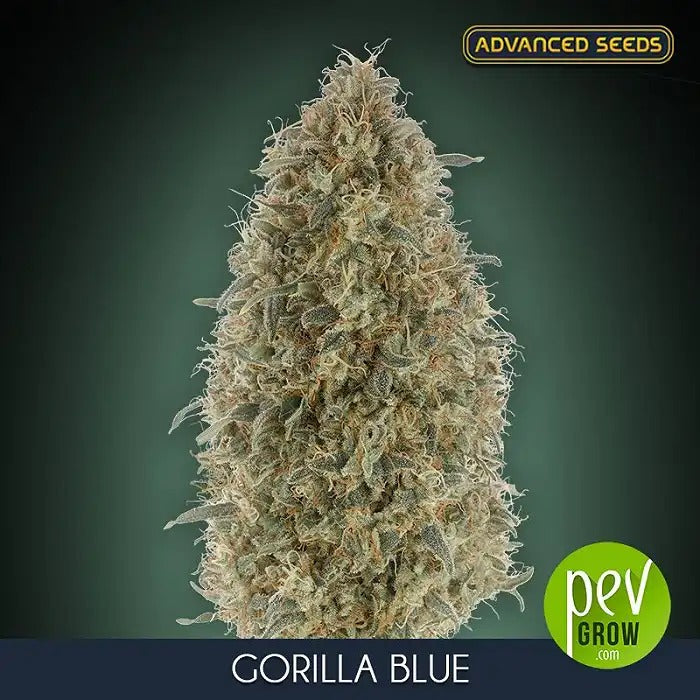Gorilla Blue – Graines féminisées par Advanced Seeds, hybride à dominance indica avec 24 % de THC, arôme de myrtille et forte production de résine
