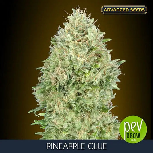 Pineapple Glue par Advanced Seeds · Graines de cannabis féminisées à forte teneur en THC et saveur tropicale