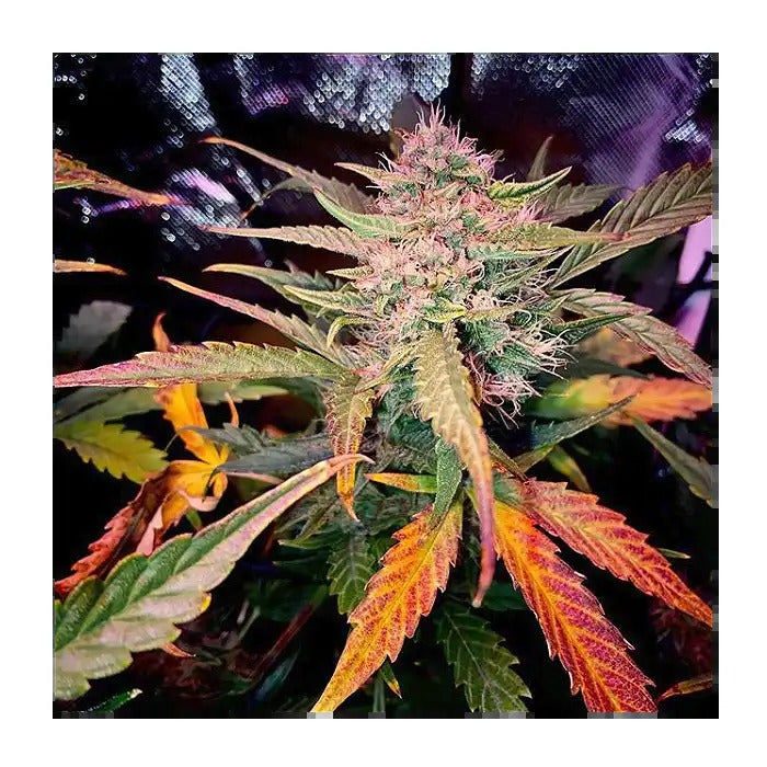 Auto Rainbow Sherbet #11 par Advanced Seeds – 27 % de THC, rendement de 500 g/m², cycle rapide de 75 jours