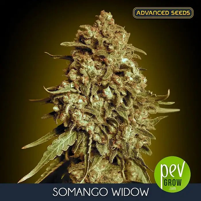 Graines féminisées Somango Widow par Advanced Seeds – Saveur sucrée de mangue et relaxation équilibrée