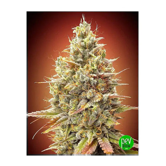 Auto Strawberry Banana par Advanced Seeds – Autofloraison fruitée avec 20 % de THC et rendement de 500 g/m²