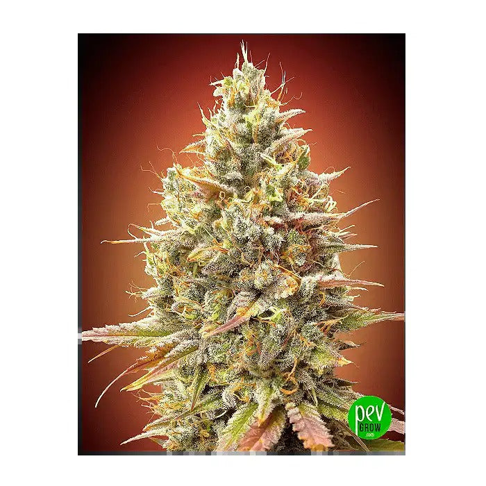Auto Strawberry Banana par Advanced Seeds – Autofloraison fruitée avec 20 % de THC et rendement de 500 g/m²