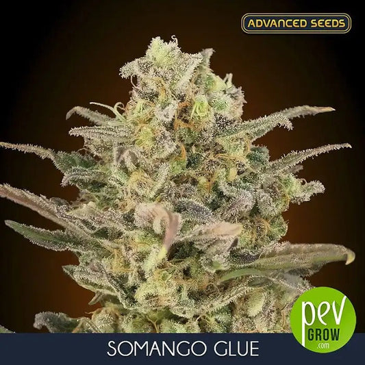 Graines féminisées Somango Glue par Advanced Seeds – Hybride à dominance indica au parfum de mangue et de diesel