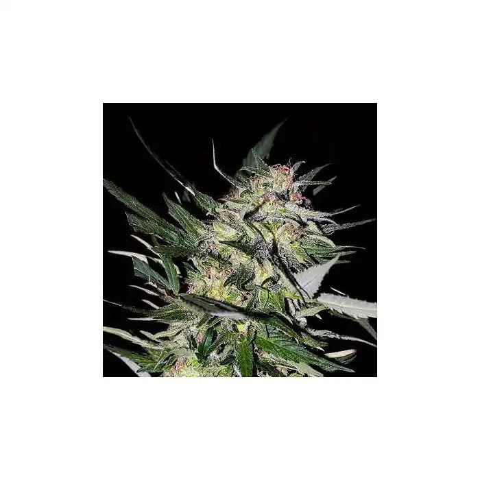 Collection Féminisée #4 – Graines Avancées Jack Plant, Kali 47 et OG Kush SFV – Variétés Sativa-Hybrides Premium pour Rendement Élevé et Puissance Maximale