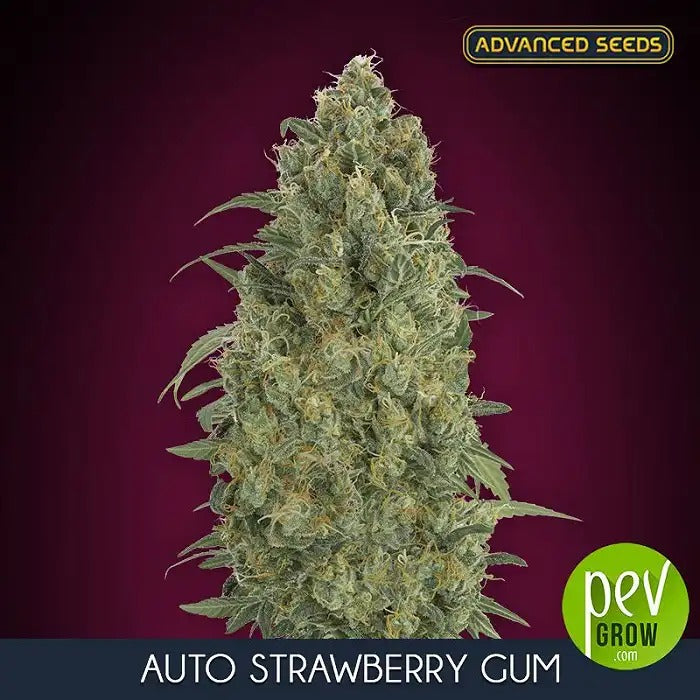 Auto Strawberry Gum par Advanced Seeds – Auto-fleurissante Sativa Dominante Sucrée avec 18 % de THC et un Rendement de 500 g/m²