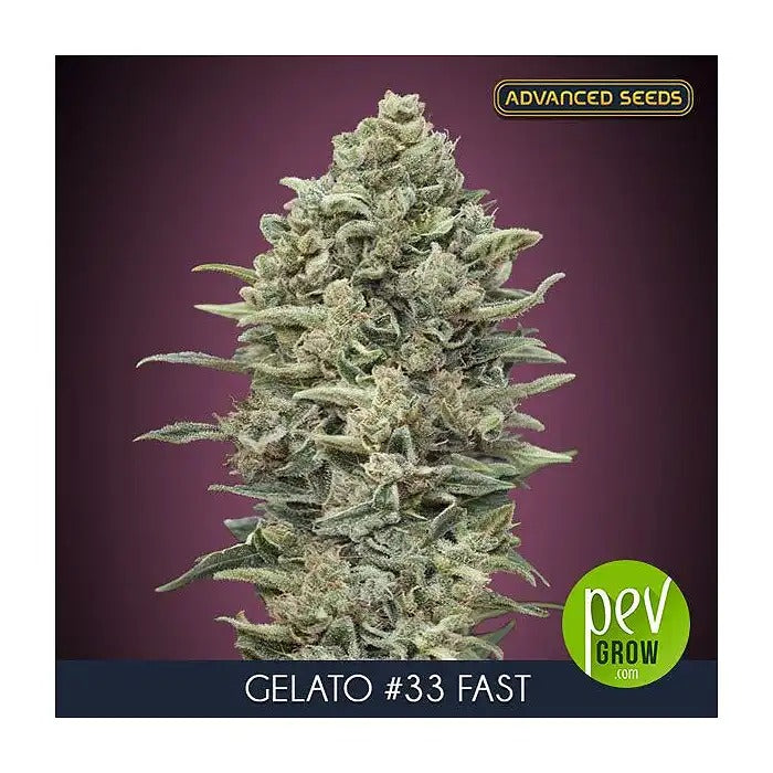 Gelato 33 Fast par Advanced Seeds – Graines de cannabis féminisées à floraison rapide avec 24 % de THC