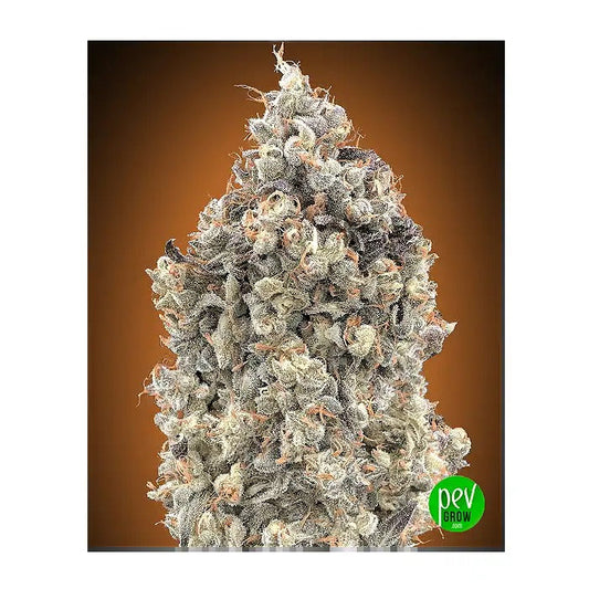 Auto Watermelon OG par Advanced Seeds – Hybride à 20 % de THC avec arôme de pastèque et cycle rapide de 65 jours