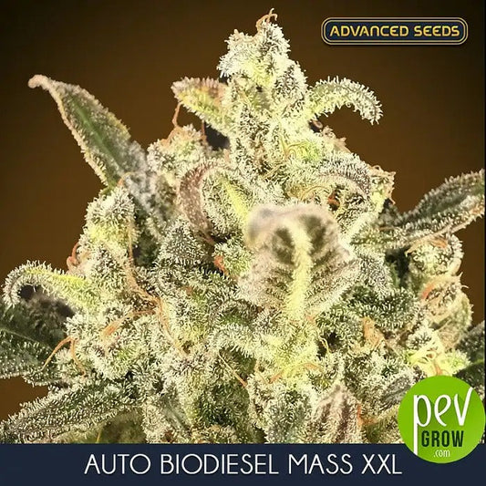 Auto Biodiesel Mass XXL par Advanced Seeds – Autofloraison à rendement élevé et arôme citronné-diesel